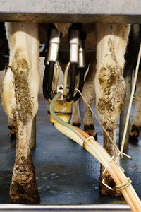 High angle view of cow in stable