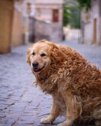 Dog looking away in city