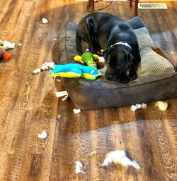 High angle view of dog resting on floor