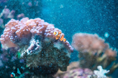 Close-up of fish swimming in sea