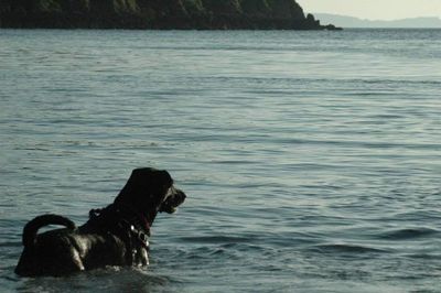 Dog in the sea
