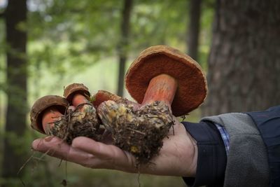 Close-up of hand holding scarletina bolete mushrooms