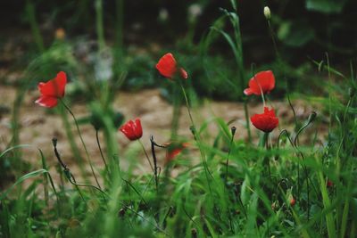 Close-up of red poppy blooming in field