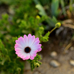 Close-up of pink flower