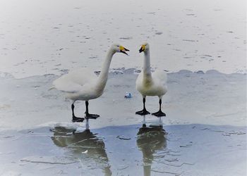 View of swans in lake