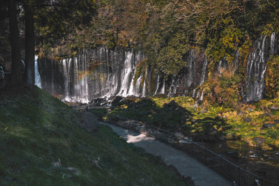 Scenic view of waterfall in forest