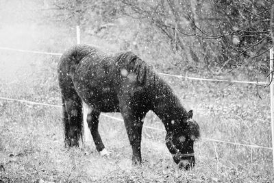 Full length of elephant on field