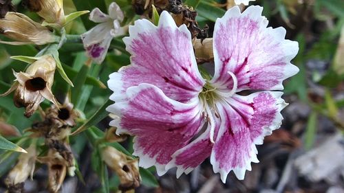 Close-up of flowers blooming outdoors