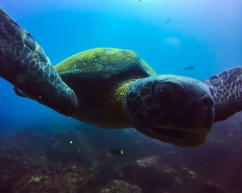 Close-up of turtle swimming in sea