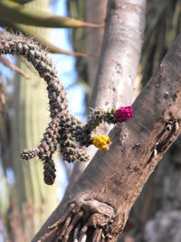 Low angle view of flower growing on cactus by tree