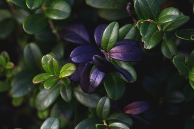 Close-up of flowers blooming outdoors