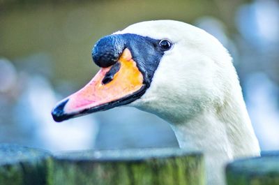 Close-up of duck