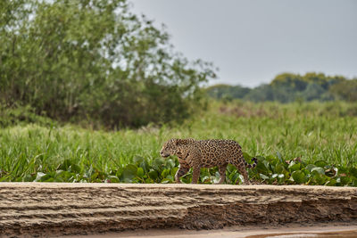 Jaguar, panthera onca, stalking along a sand bank on cuiaba river in the pantanal, brazil. 