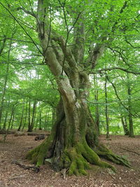 Tree in forest