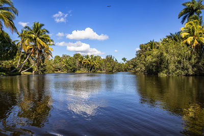 Scenic view of palm trees against sky