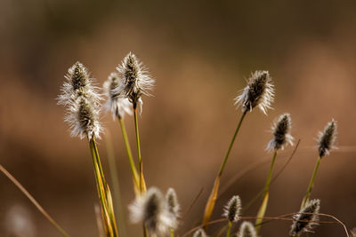 A beautiful cotton grass in a swamp in early spring