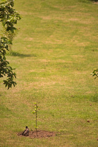 View of sheep on grassy field