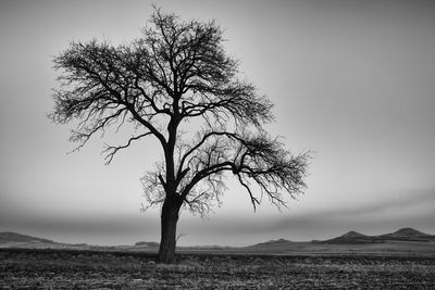 Bare tree on field against sky