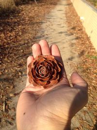 High angle view of hand holding pinecone