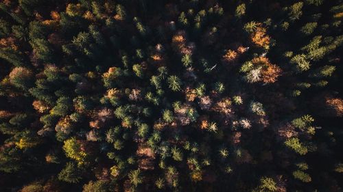 Full frame shot of pine trees