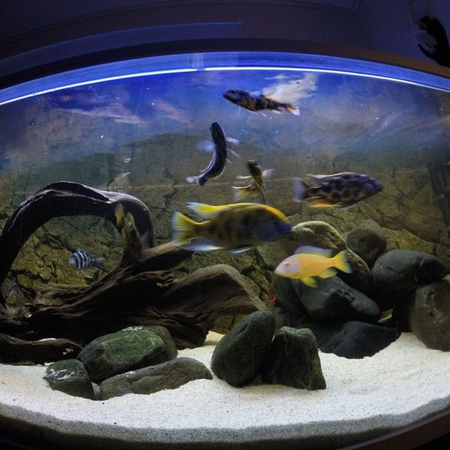 indoors, water, animal themes, fish, transparent, glass - material, high angle view, nature, sea life, no people, reflection, wildlife, underwater, sea, blue, rock - object, close-up, day, swimming