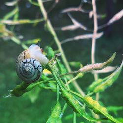 Close-up of snail on plant