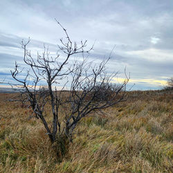 Bare tree on field against sky