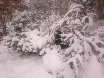 Close-up of snow covered trees