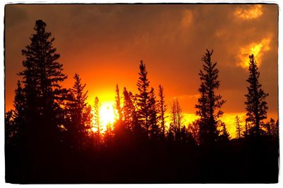 Silhouette trees in forest against orange sky