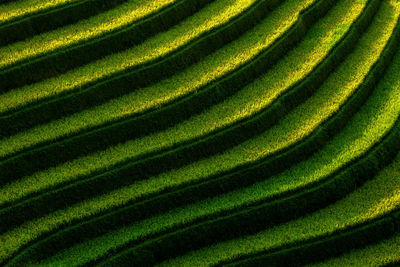 Full frame shot of rice field