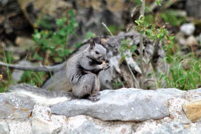 Monkey sitting on rock