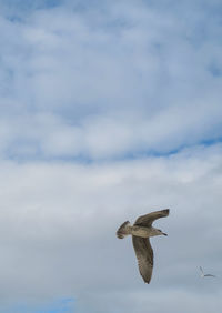 Low angle view of seagull flying in sky