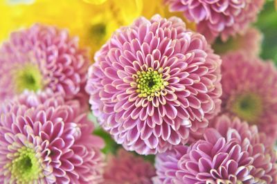 Close-up of purple flowers