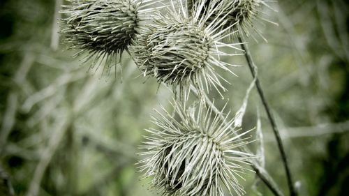 Close-up of wilted plant