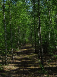 Footpath amidst trees in forest