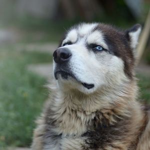 Close-up of dog looking away