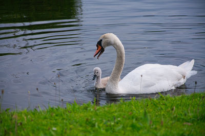 Swan floating on lake, feeding her cygnet 