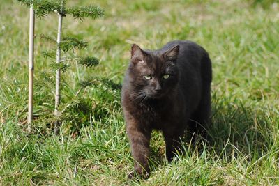 Cat on grass