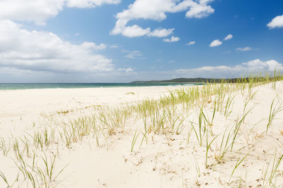 Bright blue sky with white sand and green grass on the sand dunes