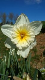 Close-up of flower against sky