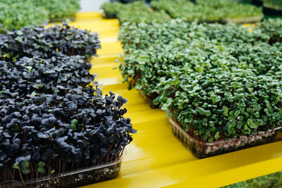 Edible greens microgreens for salad and healthy eating and vitamins.