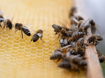 Close-up of bee on wood