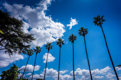 Low angle view of palm trees against cloudy sky