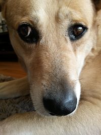 Close-up portrait of dog