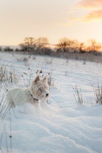 Dog on snow field by lake against sky during sunset