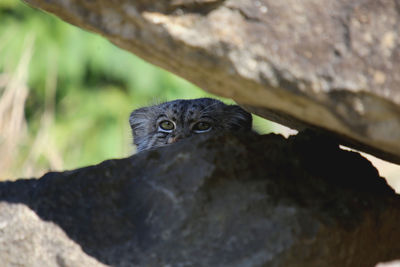 Close-up of bird perching on rock