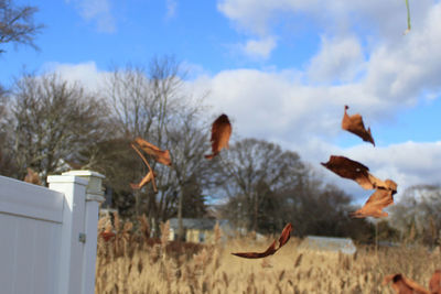 Flock of birds in the field