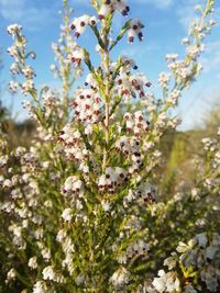 Close-up of white flowering plant