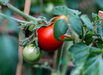 Close-up of cherries on plant