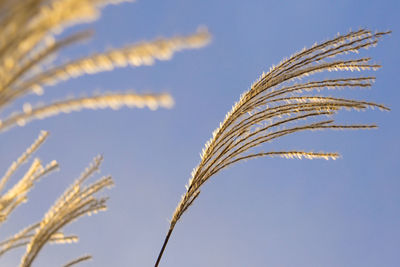 Close-up of plant against clear sky